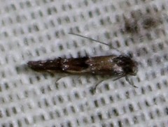 Mompha solomoni