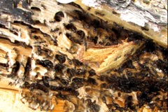 Camponotus herculeanus