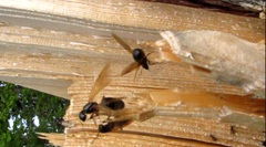 Camponotus herculeanus