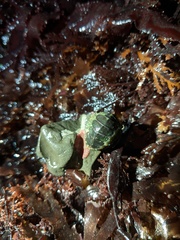 Dendrochiton flectens