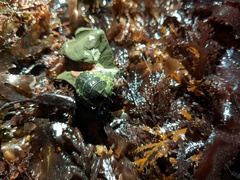 Dendrochiton flectens