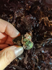 Dendrochiton flectens