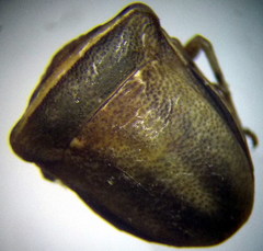 Ventocoris halophilum