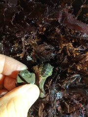 Dendrochiton flectens