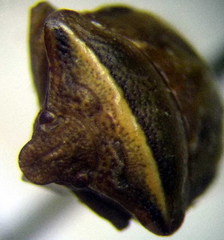 Ventocoris halophilum