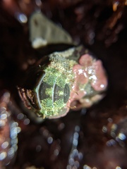 Dendrochiton flectens