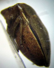 Ventocoris halophilum