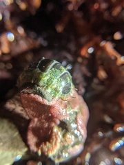 Dendrochiton flectens