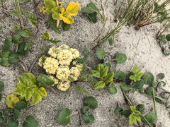 Glehnia littoralis leiocarpa