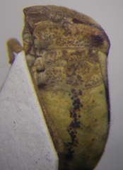 Ventocoris halophilum