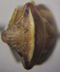 Ventocoris halophilum