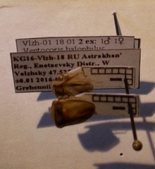 Ventocoris halophilum