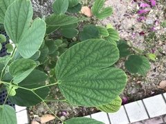 Bauhinia