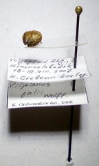 Vilpianus galii