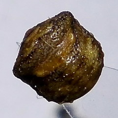 Vilpianus galii