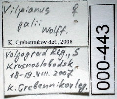 Vilpianus galii