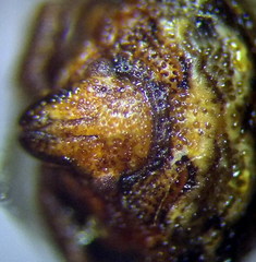 Vilpianus galii