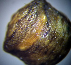 Vilpianus galii