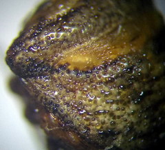 Vilpianus galii