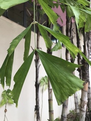 Caryota