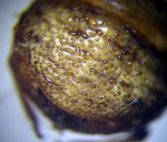 Vilpianus galii