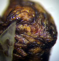 Vilpianus galii