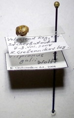 Vilpianus galii