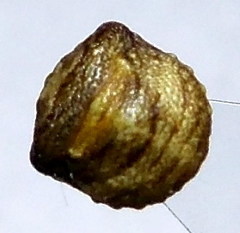 Vilpianus galii