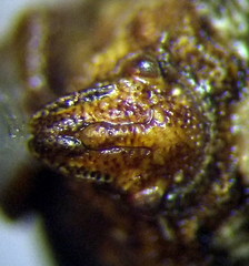 Vilpianus galii