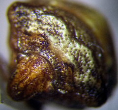 Vilpianus galii