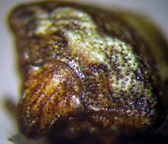 Vilpianus galii