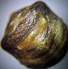 Vilpianus galii