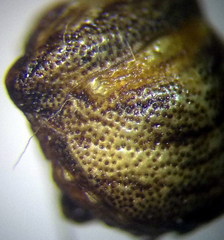 Vilpianus galii