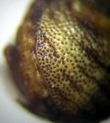 Vilpianus galii