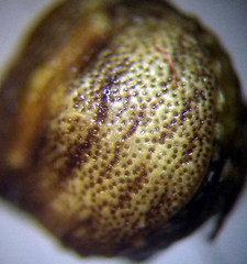 Vilpianus galii