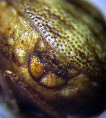 Vilpianus galii