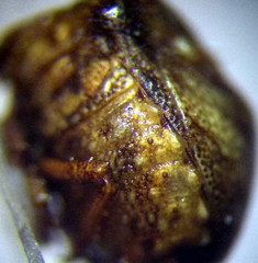 Vilpianus galii