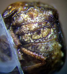 Vilpianus galii