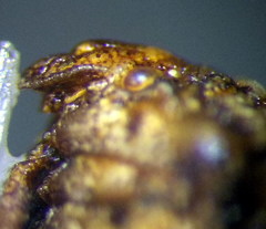 Vilpianus galii