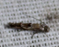 Mompha solomoni