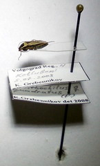 Xanthochilus quadratus