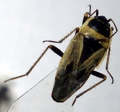 Xanthochilus quadratus