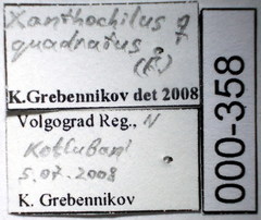 Xanthochilus quadratus