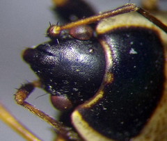 Xanthochilus quadratus