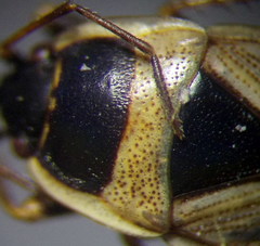 Xanthochilus quadratus