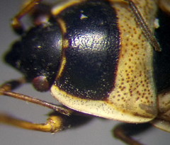 Xanthochilus quadratus