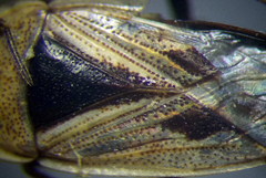 Xanthochilus quadratus