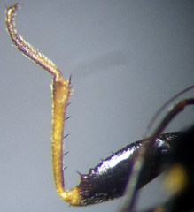 Xanthochilus quadratus