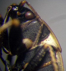 Xanthochilus quadratus