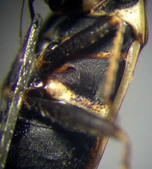 Xanthochilus quadratus